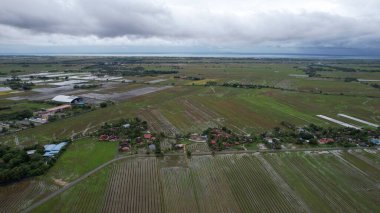 Kedah, Malezya 'nın Paddy Pirinç Tarlaları