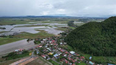 Kedah, Malezya 'nın Paddy Pirinç Tarlaları