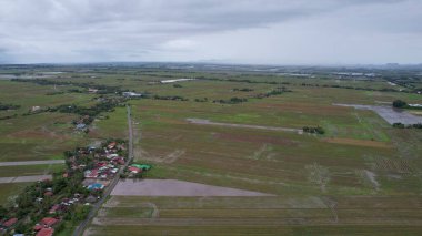 Kedah, Malezya 'nın Paddy Pirinç Tarlaları