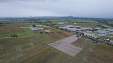 Kedah, Malezya 'nın Paddy Pirinç Tarlaları