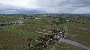 Kedah, Malezya 'nın Paddy Pirinç Tarlaları