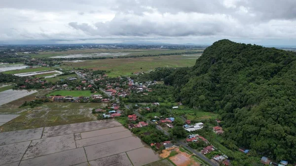 Kedah, Malezya 'nın Paddy Pirinç Tarlaları