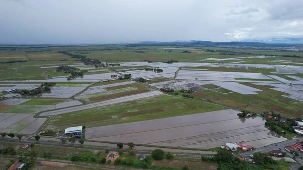 Kedah, Malezya 'nın Paddy Pirinç Tarlaları