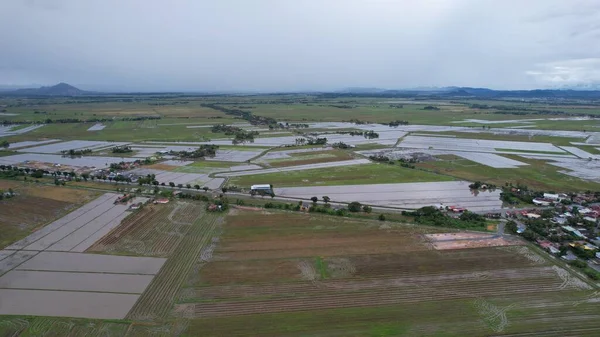 Kedah, Malezya 'nın Paddy Pirinç Tarlaları