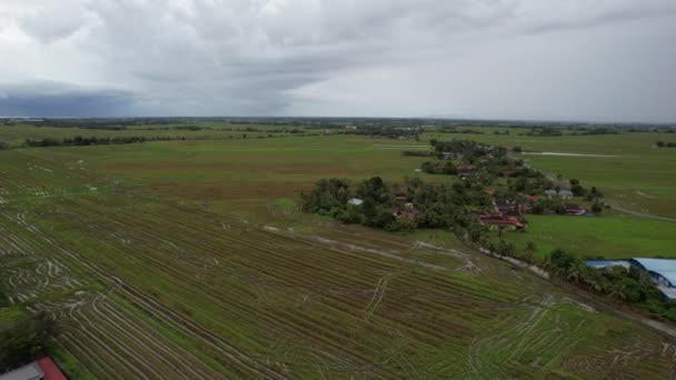 Ladang Paddy Rice Kedah Malaysia — Stok Video