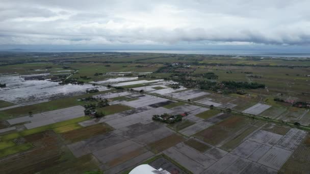 Los Campos Arroz Arroz Kedah Malasia — Vídeo de stock