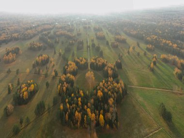 Pavlovsky Parkı 'ndaki beyaz huş ağaçlarının havadan görünüşü, altın sonbahar, ağaçların tepeleri sarıya boyanmış, bulutlar boyunca, ormandaki yollar, ağaçların uzun gölgeleri...