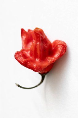 Beyaz arka planda kurutulmuş kırmızı Vezir biberi, parlak turbiber meyveleri, kırmızı biber, üst manzara.