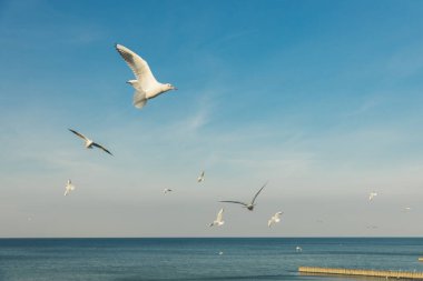 spread kanatlı karşı mavi gökyüzü uçan martı