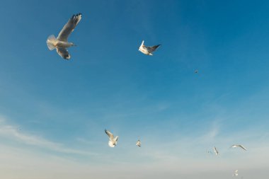 Mavi gökyüzüne ve beyaz bulutlara karşı rüzgarda uçan martılar, beyaz kuş sürüsü.