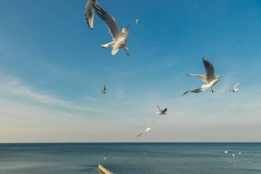 Mavi gökyüzüne ve beyaz bulutlara karşı rüzgarda uçan martılar, beyaz kuş sürüsü.