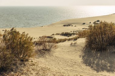 Curonian Tükürüğünün altın kum tepelerinin panoramik görüntüsü. Baltık Denizi 'nin kıyı şeridi, orman kuşağı, kum tepelerindeki çalılar ve çimenler.