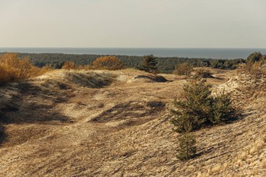 Curonian Tükürüğünün altın kum tepelerinin panoramik görüntüsü. Baltık Denizi 'nin kıyı şeridi, orman kuşağı, kum tepelerindeki çalılar ve çimenler.