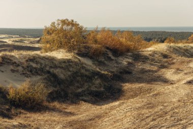 Curonian Tükürüğünün altın kum tepelerinin panoramik görüntüsü. Baltık Denizi 'nin kıyı şeridi, orman kuşağı, kum tepelerindeki çalılar ve çimenler.