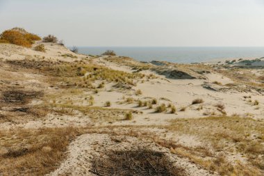 Curonian Tükürüğünün altın kum tepelerinin panoramik görüntüsü. Baltık Denizi 'nin kıyı şeridi, orman kuşağı, kum tepelerindeki çalılar ve çimenler.