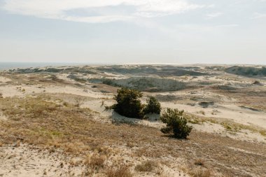 Curonian Tükürüğünün altın kum tepelerinin panoramik görüntüsü. Baltık Denizi 'nin kıyı şeridi, orman kuşağı, kum tepelerindeki çalılar ve çimenler.