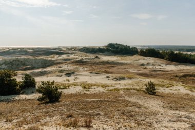 Curonian Tükürüğünün altın kum tepelerinin panoramik görüntüsü. Baltık Denizi 'nin kıyı şeridi, orman kuşağı, kum tepelerindeki çalılar ve çimenler.