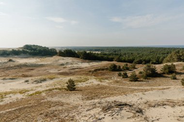 Curonian Tükürüğünün altın kum tepelerinin panoramik görüntüsü. Baltık Denizi 'nin kıyı şeridi, orman kuşağı, kum tepelerindeki çalılar ve çimenler.
