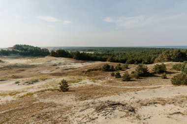 Curonian Tükürüğünün altın kum tepelerinin panoramik görüntüsü. Baltık Denizi 'nin kıyı şeridi, orman kuşağı, kum tepelerindeki çalılar ve çimenler.