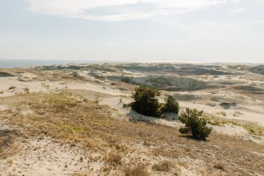 Curonian Tükürüğünün altın kum tepelerinin panoramik görüntüsü. Baltık Denizi 'nin kıyı şeridi, orman kuşağı, kum tepelerindeki çalılar ve çimenler.