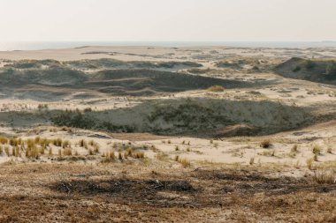 Curonian Tükürüğünün altın kum tepelerinin panoramik görüntüsü. Baltık Denizi 'nin kıyı şeridi, orman kuşağı, kum tepelerindeki çalılar ve çimenler.
