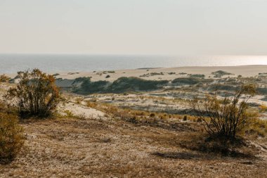 Curonian Tükürüğünün altın kum tepelerinin panoramik görüntüsü. Baltık Denizi 'nin kıyı şeridi, orman kuşağı, kum tepelerindeki çalılar ve çimenler.