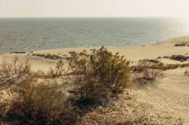 Curonian Tükürüğünün altın kum tepelerinin panoramik görüntüsü. Baltık Denizi 'nin kıyı şeridi, orman kuşağı, kum tepelerindeki çalılar ve çimenler.