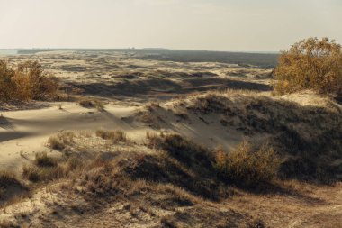 Curonian Tükürüğünün altın kum tepelerinin panoramik görüntüsü. Baltık Denizi 'nin kıyı şeridi, orman kuşağı, kum tepelerindeki çalılar ve çimenler.