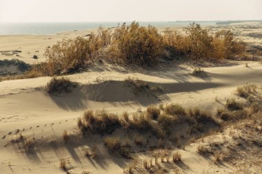Curonian Tükürüğünün altın kum tepelerinin panoramik görüntüsü. Baltık Denizi 'nin kıyı şeridi, orman kuşağı, kum tepelerindeki çalılar ve çimenler.