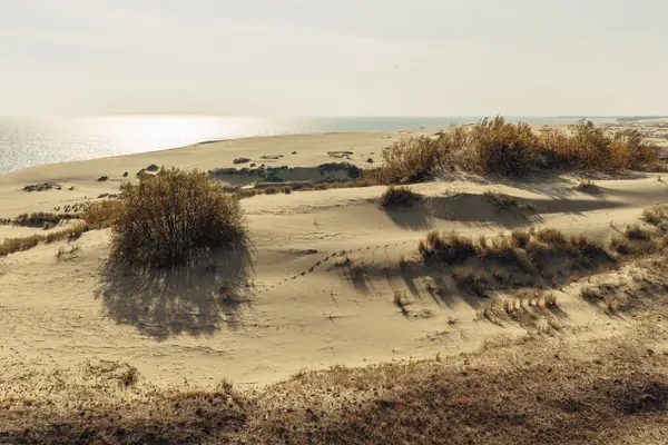Curonian Tükürüğünün altın kum tepelerinin panoramik görüntüsü. Baltık Denizi 'nin kıyı şeridi, orman kuşağı, kum tepelerindeki çalılar ve çimenler.