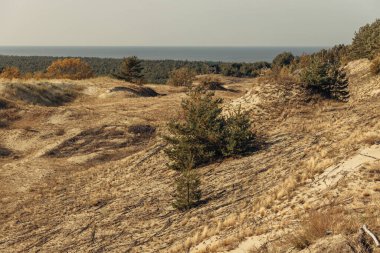Curonian Tükürüğünün altın kum tepelerinin panoramik görüntüsü. Baltık Denizi 'nin kıyı şeridi, orman kuşağı, kum tepelerindeki çalılar ve çimenler.