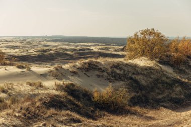Curonian Tükürüğünün altın kum tepelerinin panoramik görüntüsü. Baltık Denizi 'nin kıyı şeridi, orman kuşağı, kum tepelerindeki çalılar ve çimenler.