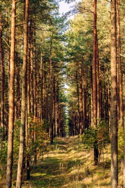 Sonbahar sabahı çam ormanı, perspektifli güzel bir ormanda ekolojik izler, güneş ışığında yeşil yapraklar ve uzun gölgeler, temiz hava. Curonian Tükürüğü, Kalininingrad bölgesi