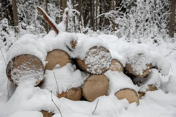 Ormandaki beyaz karların üzerinde tarla kuşu kütükleri, yakacak dağ, siyah ağaç gövdeleri. Leningrad bölgesindeki Lindulovskaya korusu.