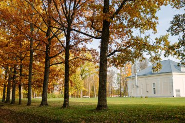 Halka açık bir parkta altın sonbahar, ağaçlarda sarı ve turuncu yapraklar, yeşil çimenler, yere düşmüş yapraklar.