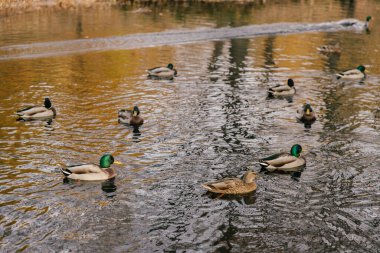 Ördekleri besleyen ördekler sonbahar parkının göletinde ya da nehrinde yüzerler. Yeşil kafalı erkek ördekler suda yüzer.