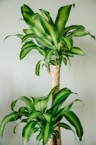 Ornamental Plant Dracaena Fragrant Close Interior Leaves Concept Decor Imagem De Stock