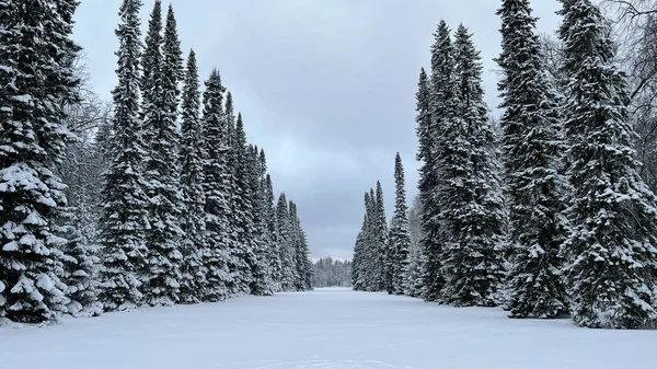 Snow Covered Deciduous Forest Winter Landscape Park Tops Trees Covered — Stock Photo, Image