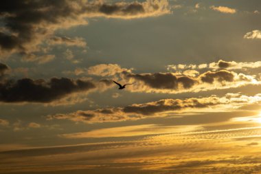 Dramatik bulutlar ve ışıkla akşam gökyüzü. Ladoga Gölü 'nün üzerinde çarpıcı bir gün batımı. Rüzgarda uçan bir martı..