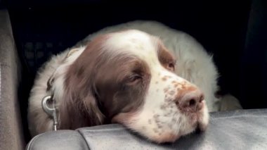 İngiliz Springer Spaniel cinsinin köpeği kafasını arabanın koltuğuna koydu, üzgün bir bakış. Veteriner kliniğine bir gezi.