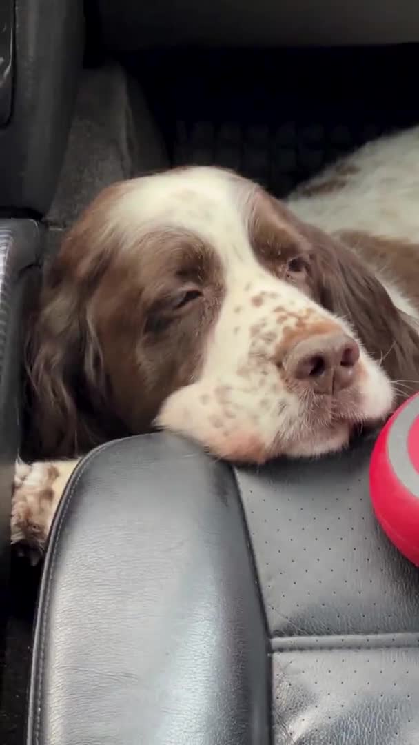 O cão da raça Springer Spaniel Inglês colocou a cabeça no assento no carro, um olhar triste. Uma viagem para a clínica veterinária — Vídeo de Stock
