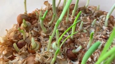 Yeşil soğan tüyü, yakın plan. Evde, pencerenin üzerinde plastik bir kabın içinde yeşil soğan yetiştiriyorlar, talaş şeklinde gübre serpiştiriyorlar. Vejetaryen ve sağlıklı yemek kavramı.