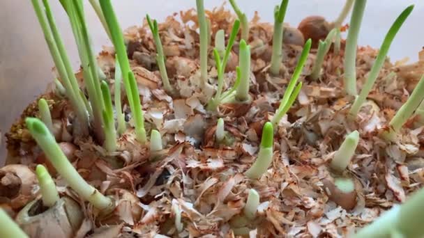 Зеленые луковые перья, крупным планом. Выращивание зеленого лука дома в пластиковом контейнере на окне, посыпанном удобрениями в виде опилок. Концепция вегетарианской и здоровой пищи — стоковое видео
