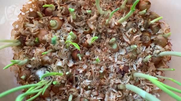 Zelené cibulové peří, detailní záběr. Pěstování zelené cibule doma v plastové nádobě na okně, posypané hnojivem ve formě pilin. Koncept vegetariánských a zdravých potravin — Stock video
