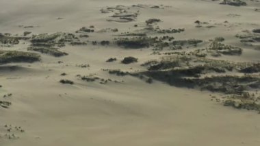 Curonian Tükürüğünün altın kum tepelerinin panoramik görüntüsü. Baltık Denizi 'nin kıyı şeridi, orman kuşağı, kum tepelerindeki çalılar ve çimenler.