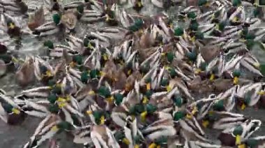 Kışın gölde ya da nehirde ördekler. Halka açık bir parkta ördekler besleniyor. Bir sürü erkek ve yeşil başlı Drake ördekleri suda yüzüyor. Yakın plan.