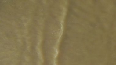 Baltık Denizi 'nin deniz dalgaları, tepeden tırnağa, beyaz kum, güçlü rüzgar, su dalgaları ve sığ sularla güzel kumlu bir sahile doğru akmaktadır..