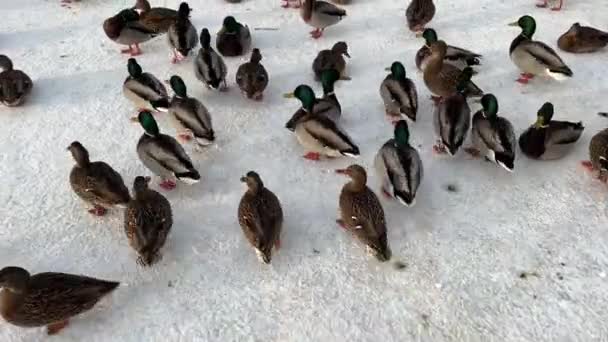 Enten füttern im Winter in einem öffentlichen Park. Viele Männchen und Enten mit grünem Kopf rennen durch den Schnee. Füttern Sie die Enten, rosa Pfoten — Stockvideo