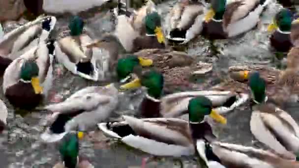 Kaczki na jeziorze lub rzece w zimie. Karmienie kaczek w zimie w parku publicznym. Mnóstwo kaczek z zieloną głową pływa w wodzie. Zbliżenie — Wideo stockowe