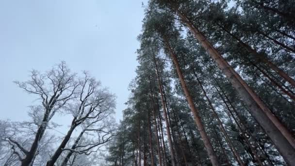 冬天的一天，仰望树梢，松树树干长满了绿色的枝条和光秃秃的橡树枝条。森林背景摘要。落雪在落叶松的背景上 — 图库视频影像